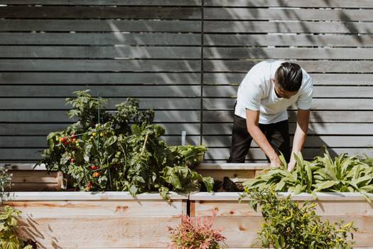 Lidl e il giardinaggio: Un mondo verde di opportunità di qualità per ogni giardiniere